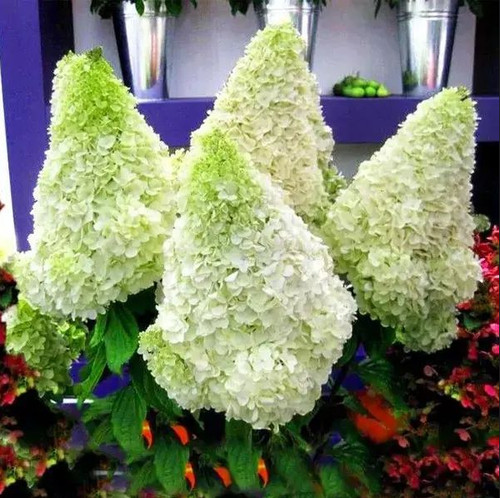 Hortensie polar bear - polar,