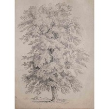 Linde Baum Botanik Baumstudie