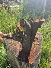 SKULPTUR  Wurzel Stamm Holz