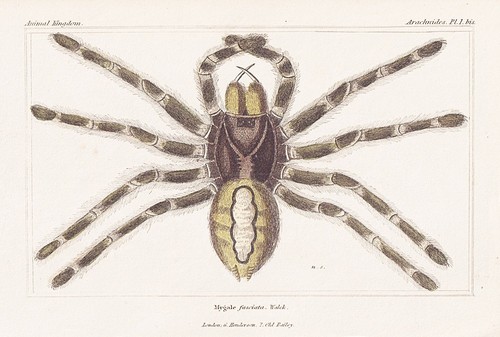 Mygale vogelspinnen spiders - vogelspinnen,