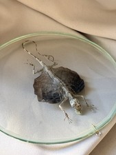 Tierpräparat Gemeiner