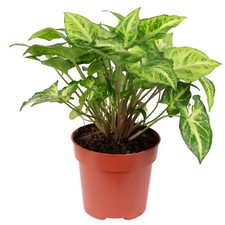 Purpurtute "Arrow" - Syngonium Arrow - Höhe ca. 25 cm, Topf-Ø 12 cm