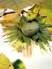 Haselnussbaum Gunslebert