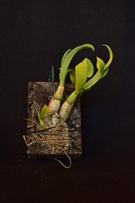 Dendrobium peguanum Orchidee