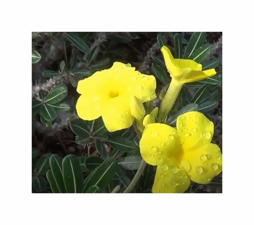10x pachypodium rosulatum - pachypodium,