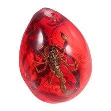  Harz Bernstein Spinne