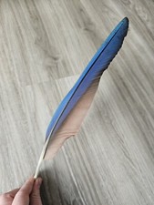 33 cm blaue ? Vogelfeder Papageienfeder Feder Ara Schreibfeder Rechtshänder 