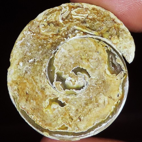Natürlich fossil schnecke - natürlich,