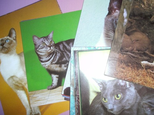 Penny bilder sammelbilder - penny,