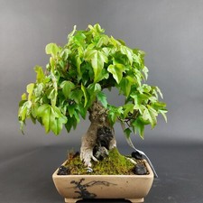 Bonsai - Dreispitzahorn auf