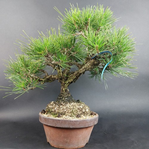 Bonsai schwarzkiefer pinus - bonsai-schwarzkiefer,,