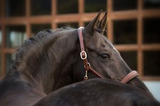 Otto Schumacher Stallhalfter