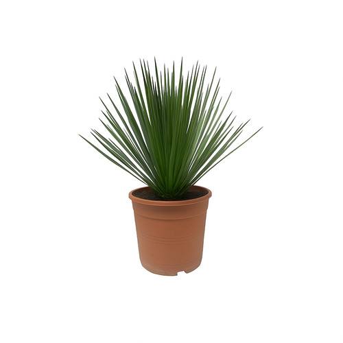 Exotenherz palmlilie yucca - exotenherz,