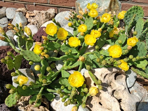 Opuntia humifusa kaktus - humifusa,