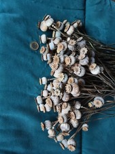 100 Mohnkapseln, Papaver
