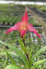Phragmipedium olaf grüss red - grüss,