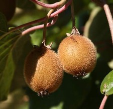 Kiwi jenny selbstfruchtend - kiwi, 'jenny',