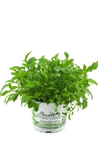 Rucola pflanze - rucola,