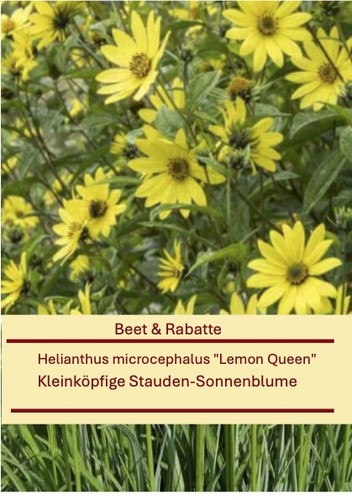 Helianthus microcephalus