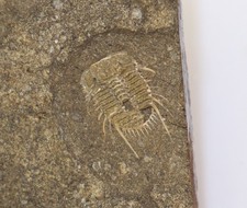 Trilobit, Diacanthaspis minuta, Silur, Ludlow, Kosov Quarry, Beroun, CZE -m152