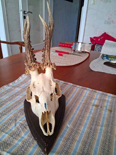 Rehbock trophäe rehschädel - trophäe,