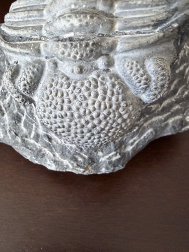 Drotops trilobit devonzeit - trilobit,