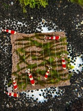 Rare Moos Distichophyllum sp