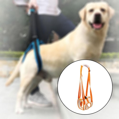 Hunde hebegurt hinterbein - hunde,