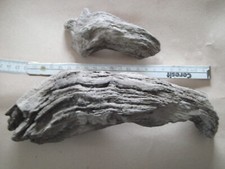 2 Wurzel Deko Terrarium Floristik Basteln