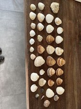 Muschelsammlung Muschelmix Große Kleine Muscheln Konvolut Deko Basteln