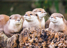 OTTER      *   Postkarte  *   Fischotter  #  3