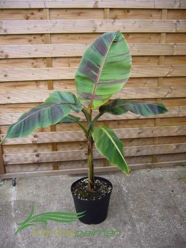 Musa sikkimensis red tiger - sikkimensis,
