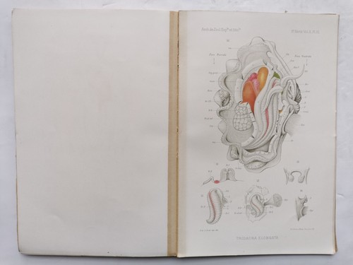 Morphologie von tridacna - von,