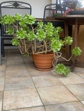 20 Jahre alte Pflanze *Aeonium
