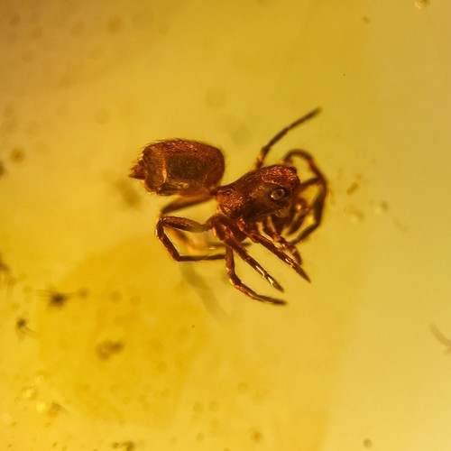 Spinne burmesisch burmite - spinne, /