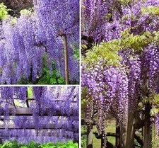 Blauregen Stecklinge Wisteria