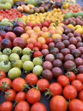 TOMATEN MIX Samen Saatgut 10