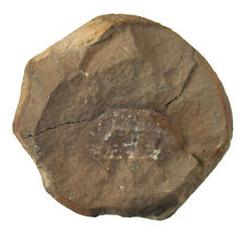 Karbon  Pfeilschwanz-Krebs