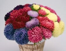 Astern Straußenfeder Mischung Samen – Elegante Blüten für Ihren Garten