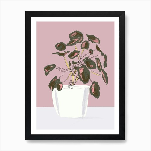 Pilea peperomioides rosa - pilea,