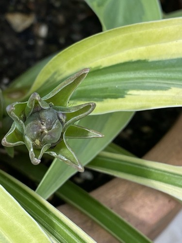 Hosta lakeside dragonfly 1 - lakeside, dragonfly,