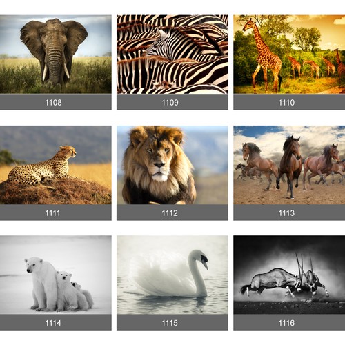 Fototapete afrikanische safari - afrikanische,