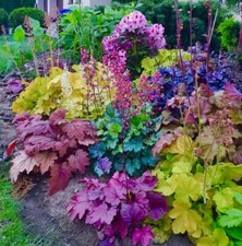 80002097 HEUCHERA americana x