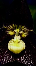 Dracula Species ‚Black Sun´ kräftige Pflanze Orchidee Masdevallia