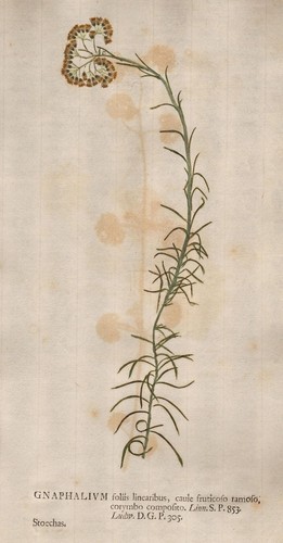 Gnaphalium ruhrkräuter - gnaphalium,