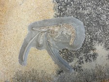 Krebs AEGER Solnhofener Plattenkalk Jura Shrimp Garnele Jurassic Cancer Bayern