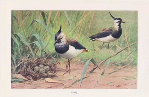 Kiebitz vanellus - kiebitz,