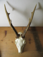 Kapitales Rehgeweih 408 g