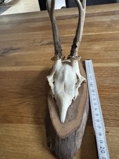 Rehbockgeweih auf Holzscheibe