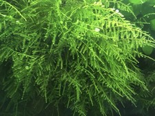 Große Portion Weeping Moos -